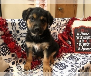 Euro Mountain Sheparnese Puppy for sale in INDIANAPOLIS, IN, USA