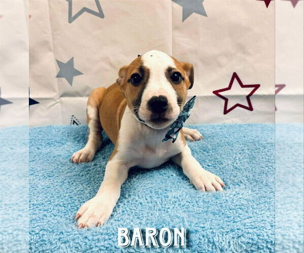Medium Photo #4 American Pit Bull Terrier-Unknown Mix Puppy For Sale in New York, NY, USA