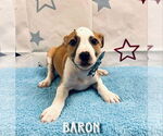 Small #3 American Pit Bull Terrier Mix