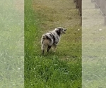 Small Photo #2 Australian Shepherd Puppy For Sale in GARLAND, NC, USA