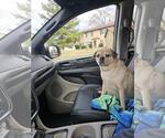 Small #3 Pug
