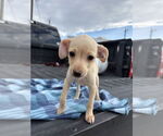 Small #3 Dachshund Mix