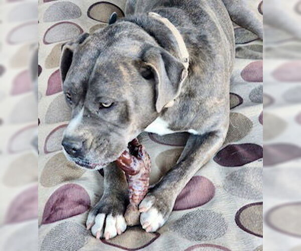 Medium Photo #3 American Pit Bull Terrier-American Staffordshire Terrier Mix Puppy For Sale in Mesa, AZ, USA