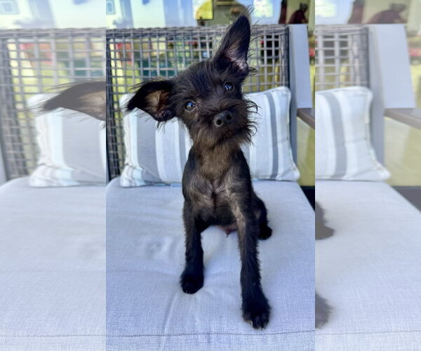 Medium Photo #3 Mutt Puppy For Sale in Marina Del Rey, CA, USA