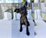 Small #2 Mutt