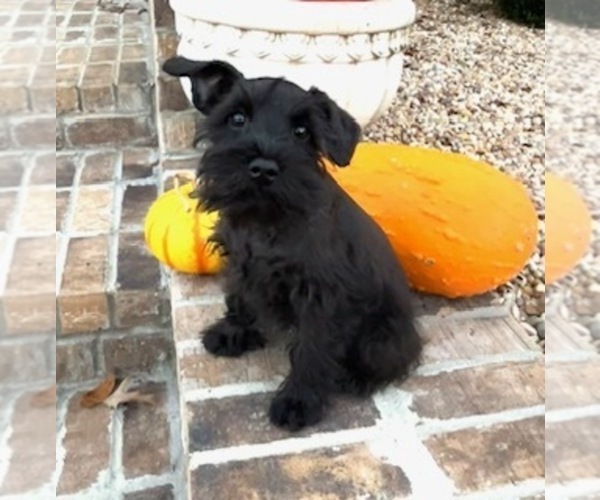 Medium Photo #2 Schnauzer (Miniature) Puppy For Sale in SOMERVILLE, AL, USA