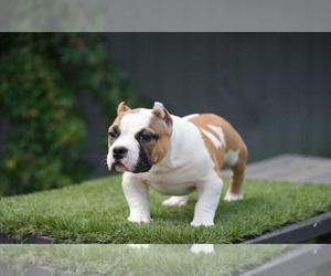 American Bully Puppy for sale in HOLLYWOOD, FL, USA