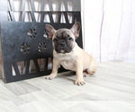 Small Photo #5 French Bulldog Puppy For Sale in MARIETTA, GA, USA