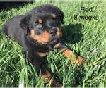 Small Photo #3 Rottweiler Puppy For Sale in VICTORVILLE, CA, USA