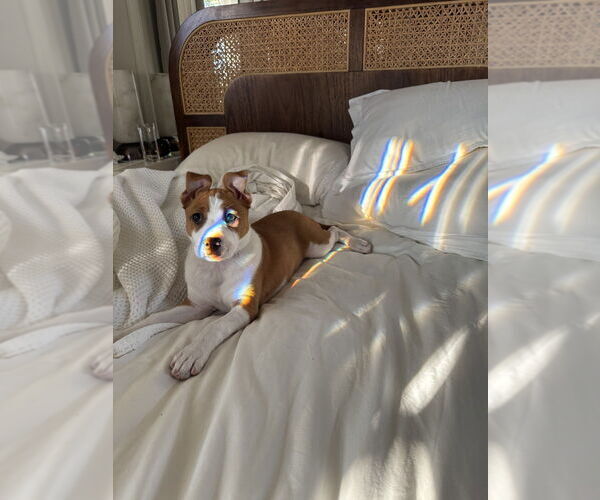 Medium Photo #7 American Pit Bull Terrier Puppy For Sale in Dana Point, CA, USA