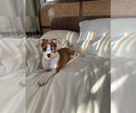 Small #6 American Pit Bull Terrier