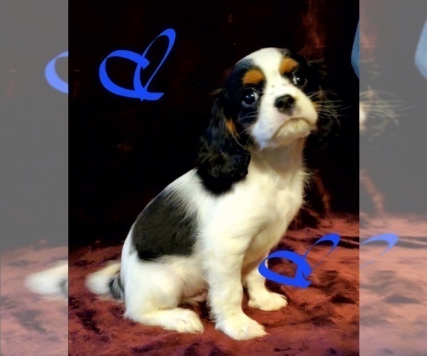 Medium Photo #6 Cavalier King Charles Spaniel Puppy For Sale in LAMAR, AR, USA