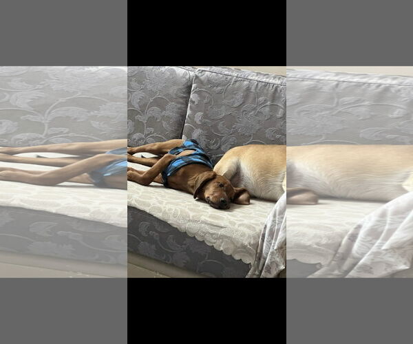 Medium Photo #3 Mutt Puppy For Sale in NYC, NY, USA