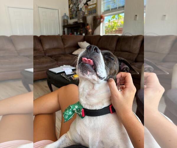 Medium Photo #3 Mutt Puppy For Sale in Miami, FL, USA