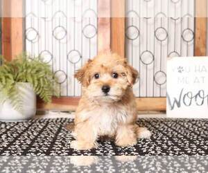 Zuchon Puppy for sale in NAPLES, FL, USA