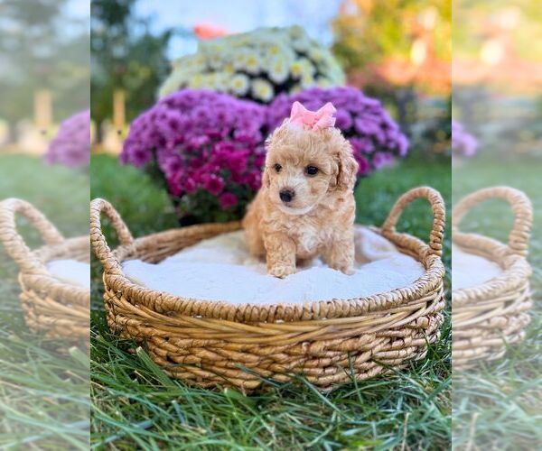 Medium Photo #2 Havanese-Maltipoo (Miniature) Mix Puppy For Sale in BYRON CENTER, MI, USA
