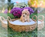 Litter of 3 - Female Havanese-Maltipoo (Miniature) MixLitter of Puppies for Sale - Photo #2