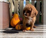 Small Photo #3 Cavalier King Charles Spaniel-Poodle (Toy) Mix Puppy For Sale in CLARE, IL, USA