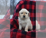 Puppy Gloria Golden Retriever