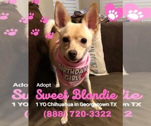 Chihuahua Dogs for adoption in GEORGETOWN, TX, USA