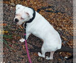 Small Photo #4 Boxer Puppy For Sale in Austin, TX, USA