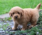 Small Photo #12 Labradoodle Puppy For Sale in SYRACUSE, IN, USA