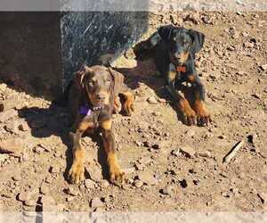 Doberman Pinscher Puppy for sale in SHOW LOW, AZ, USA