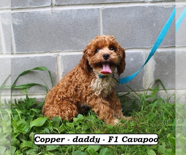 Medium Photo #1 Cavapoo (Miniature) Puppy For Sale in CLARKRANGE, TN, USA