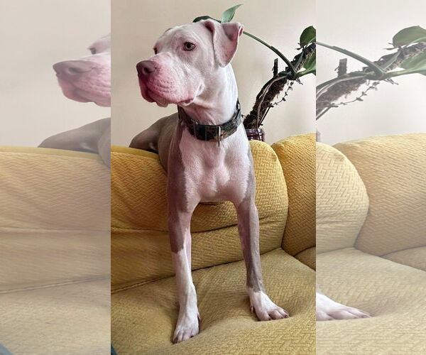 Medium Photo #27 American Pit Bull Terrier-Unknown Mix Puppy For Sale in Germantown, OH, USA