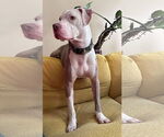 Small #26 American Pit Bull Terrier Mix