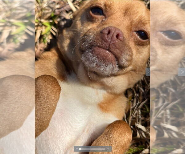 Medium Photo #3 Chiranian Puppy For Sale in Atlanta, GA, USA