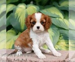 Small #3 Cavalier King Charles Spaniel
