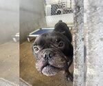 Small #1 Bulldog