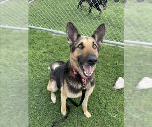 German Shepherd Dog-Unknown Mix Dogs for adoption in Corpus Christi, TX, USA