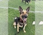 Small German Shepherd Dog Mix
