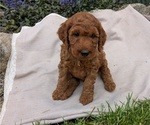 Puppy Ziggy Irish Doodle
