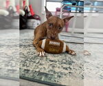 Small #2 American Pit Bull Terrier Mix