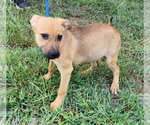 Small #2 Labrador Retriever Mix