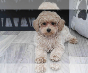 Poochon Puppy for sale in MARIETTA, GA, USA