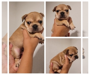 French Bulldog Puppy for sale in NORTH PORT, FL, USA