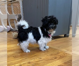 Havanese Puppy for sale in WEST POINT, VA, USA