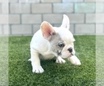 Small Photo #11 French Bulldog Puppy For Sale in PORTOLA VALLEY, CA, USA