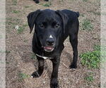 Small #2 Labrador Retriever Mix
