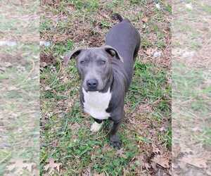 Brian - Male Mutt Dog for Adoption - Photo #3