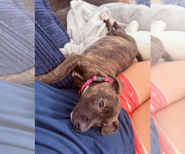 Medium Photo #3 Mutt Puppy For Sale in Plainfield, IL, USA