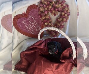 Cavapoo Puppy for sale in KLEIN, TX, USA