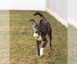 Small #7 Labrador Retriever Mix