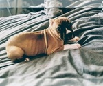Puppy Stella American Pit Bull Terrier