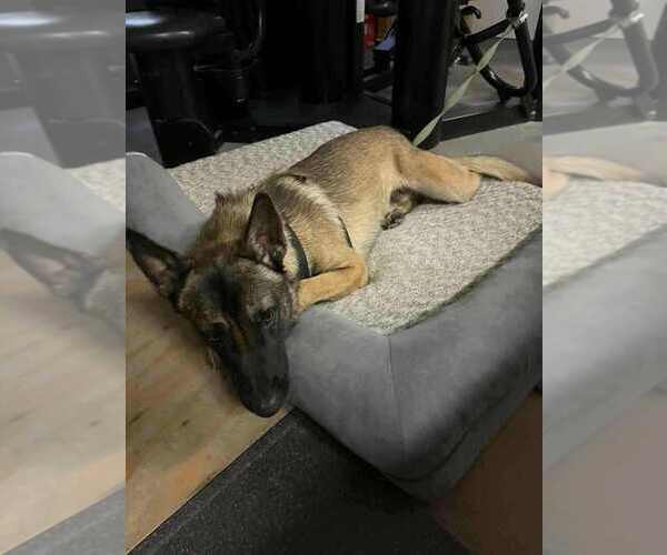 Medium Photo #2 Mutt Puppy For Sale in Imlay City, MI, USA