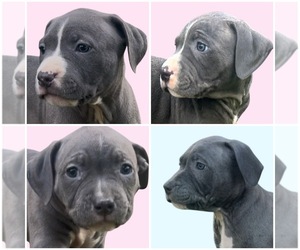 American Bully Litter for sale in LEXINGTON, KY, USA
